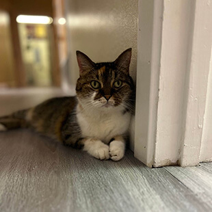 Cat Services in Robinson